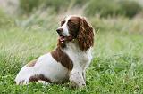 SPRINGER SPANIEL 088